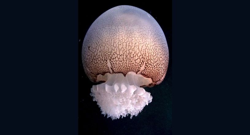 Гигантские скопления медузы-корнерота найдены у западного побережья Крыма