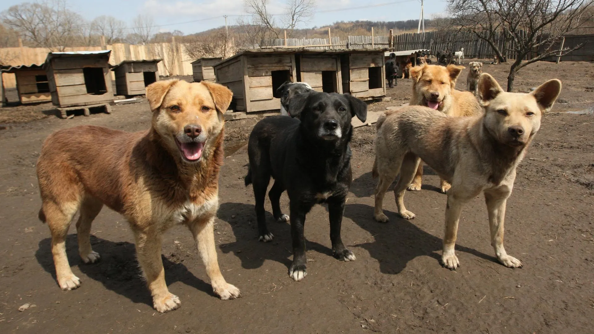 Рабочая группа по решению проблемы бездомных собак создана в Подмосковье