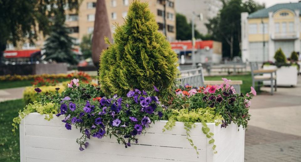 Более 97 тыс цветов высадят на клумбах и улицах Щелкова в этом году