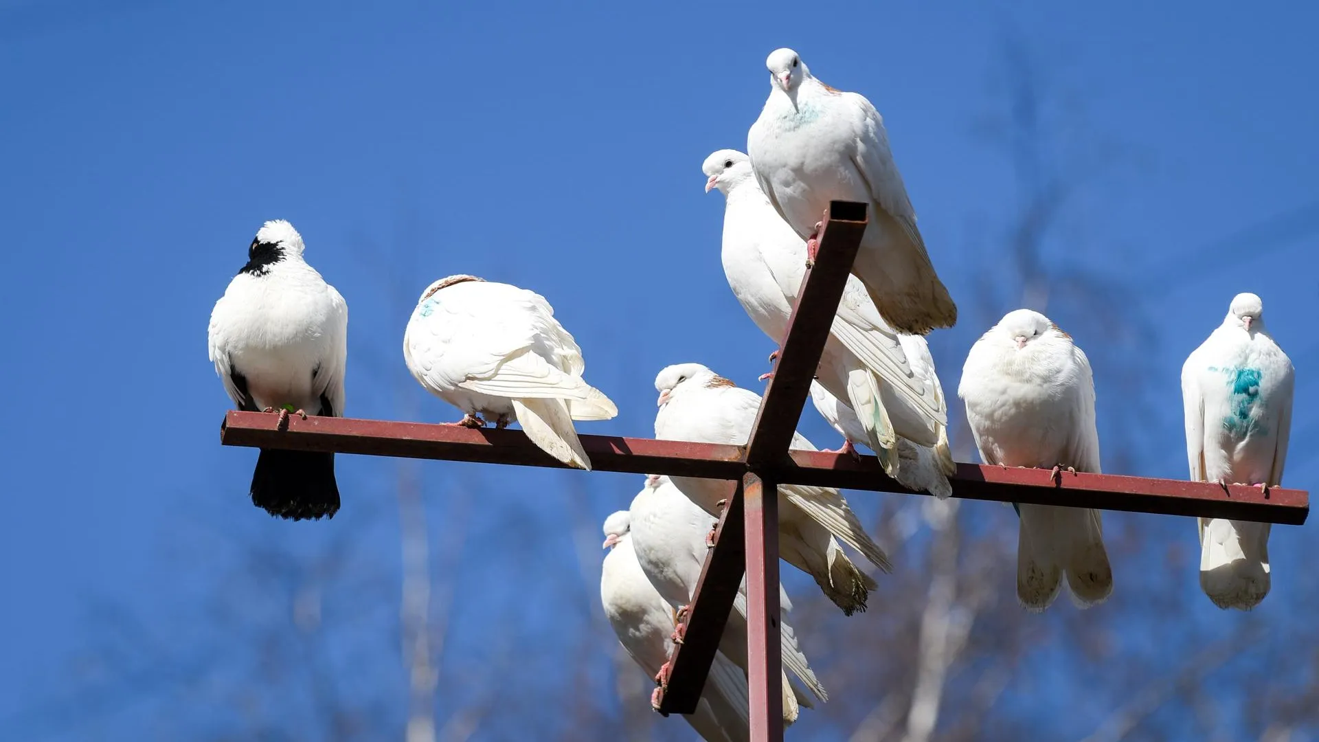 Как сделать гнездо для голубей