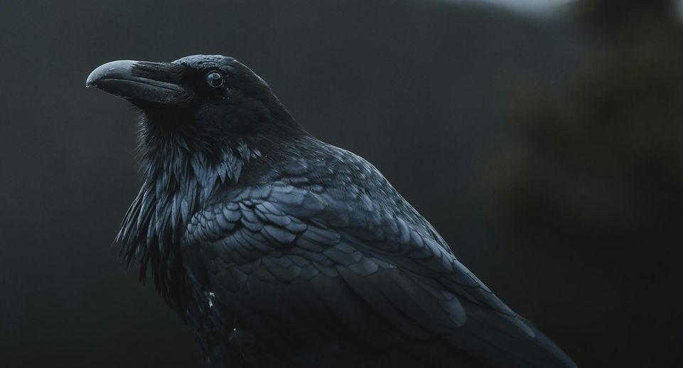 Орнитолог Мишин предупредил о напряженной обстановке с воронами в Москве