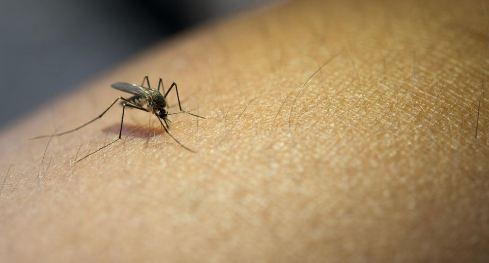Роспотребнадзор обнаружил 47 новых вирусов, переносимых комарами