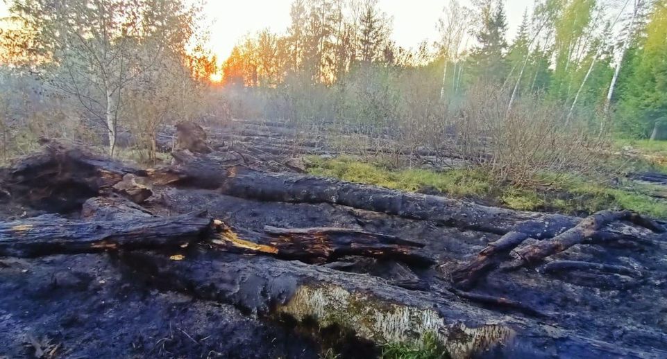 Лесной пожар потушен в Павловском Посаде