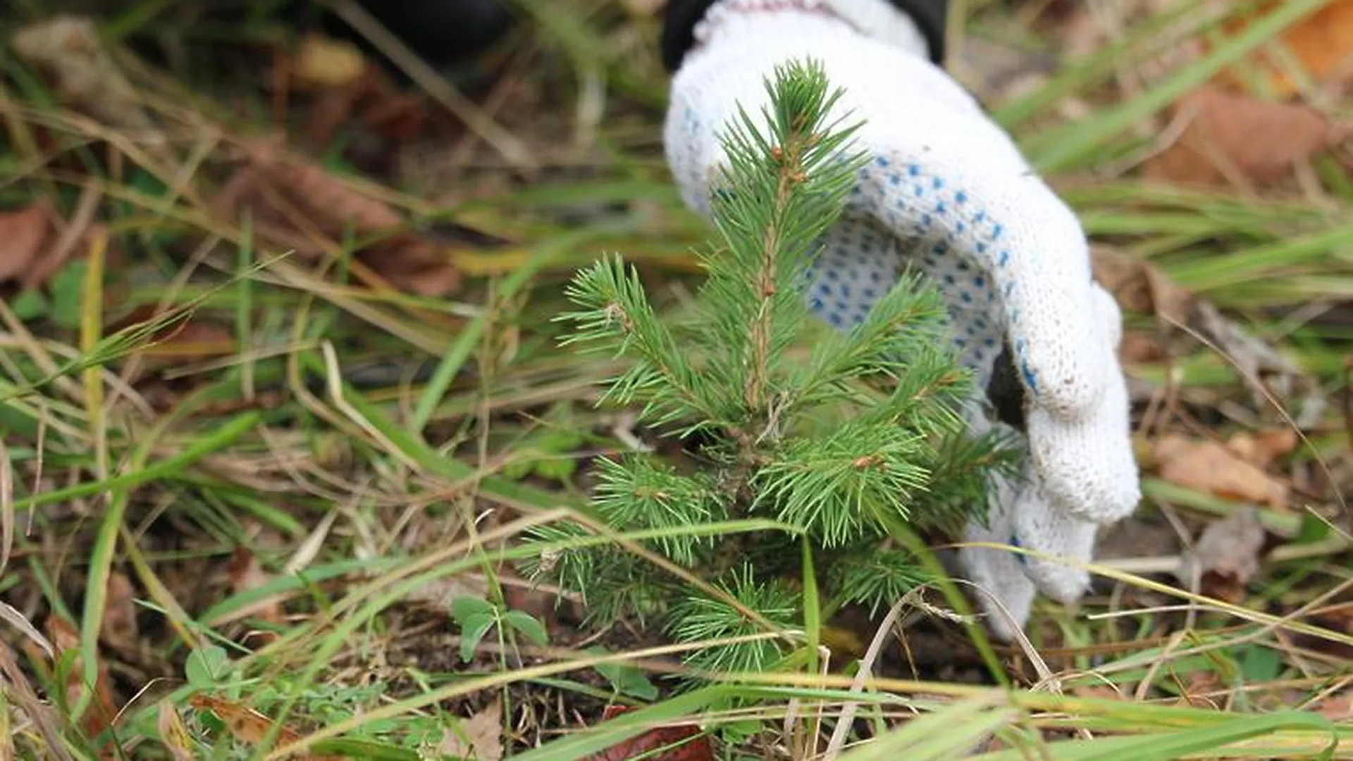 Мособлизбирком высадит деревья в рамках акции «Лес Победы» в Лобне