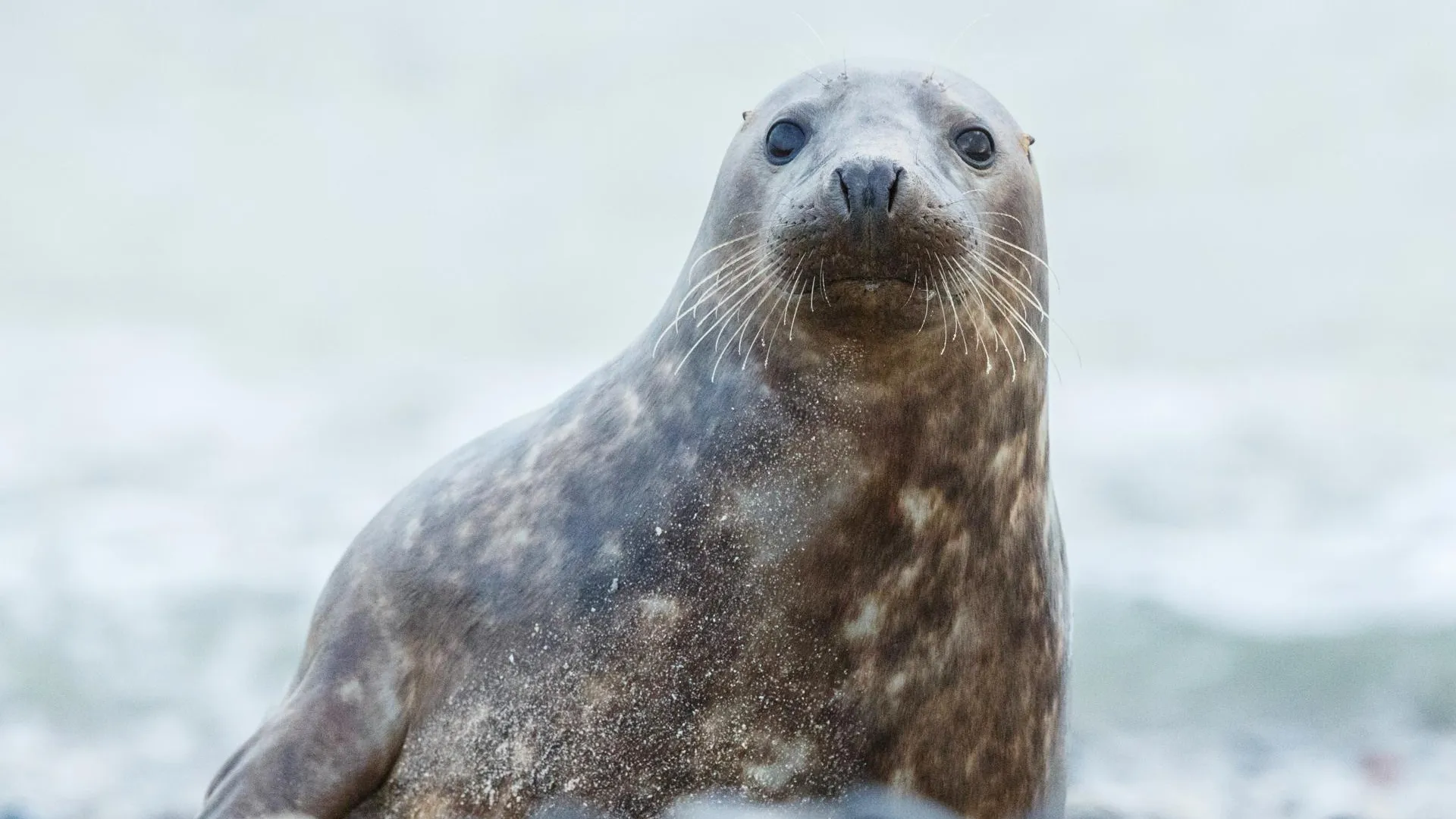 На побережье Дагестана нашли около 130 мертвых краснокнижных тюленей