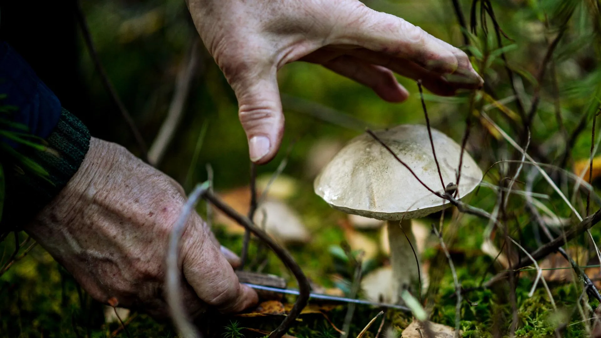 «Тихая охота» в августе: где собирать грибы в Подмосковье