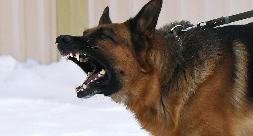 В Петербурге женщину оштрафовали после того, как ее собака укусила человека