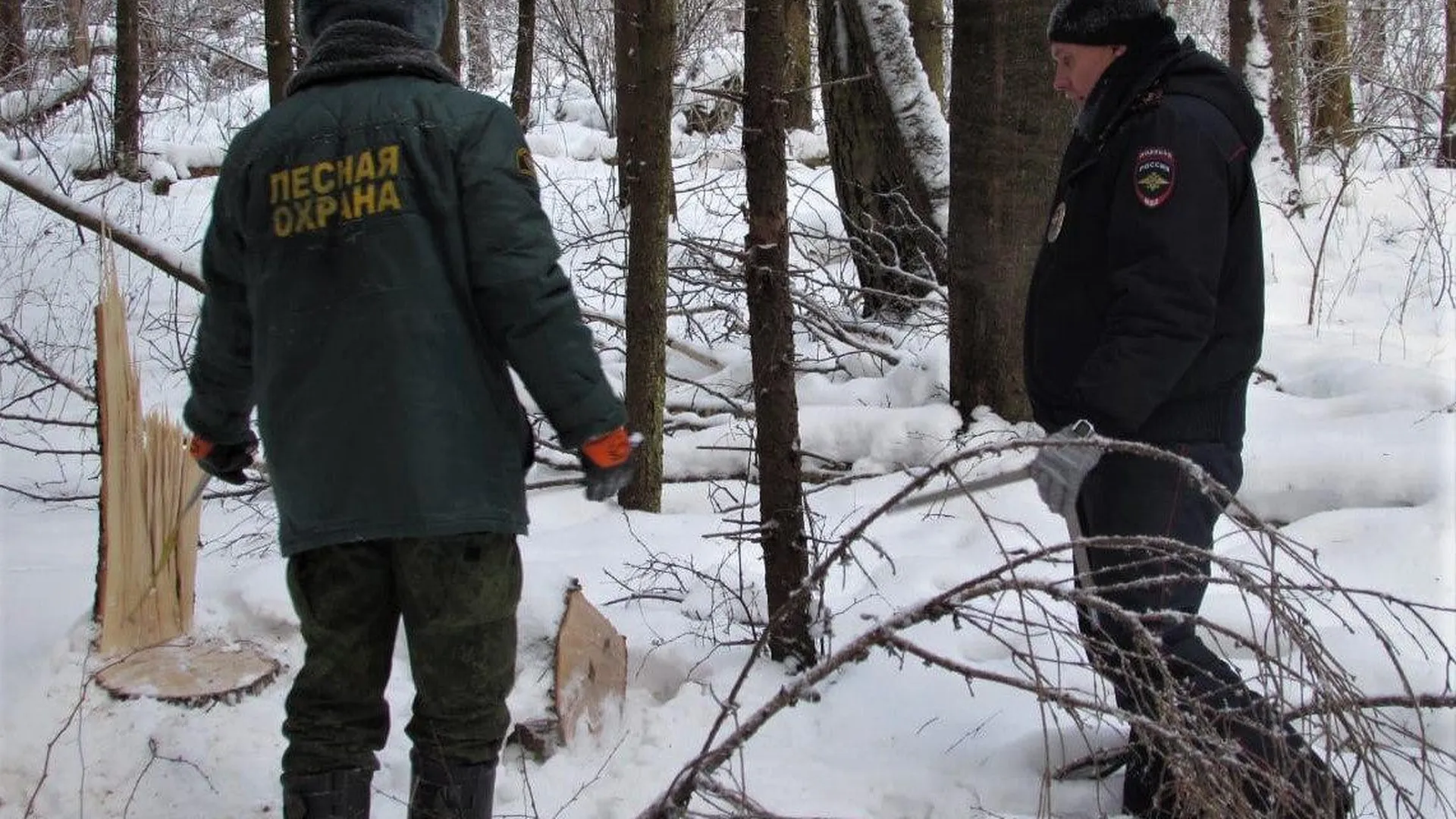 Мероприятия по предотвращению незаконной рубки стартуют в Подмосковье 25 января