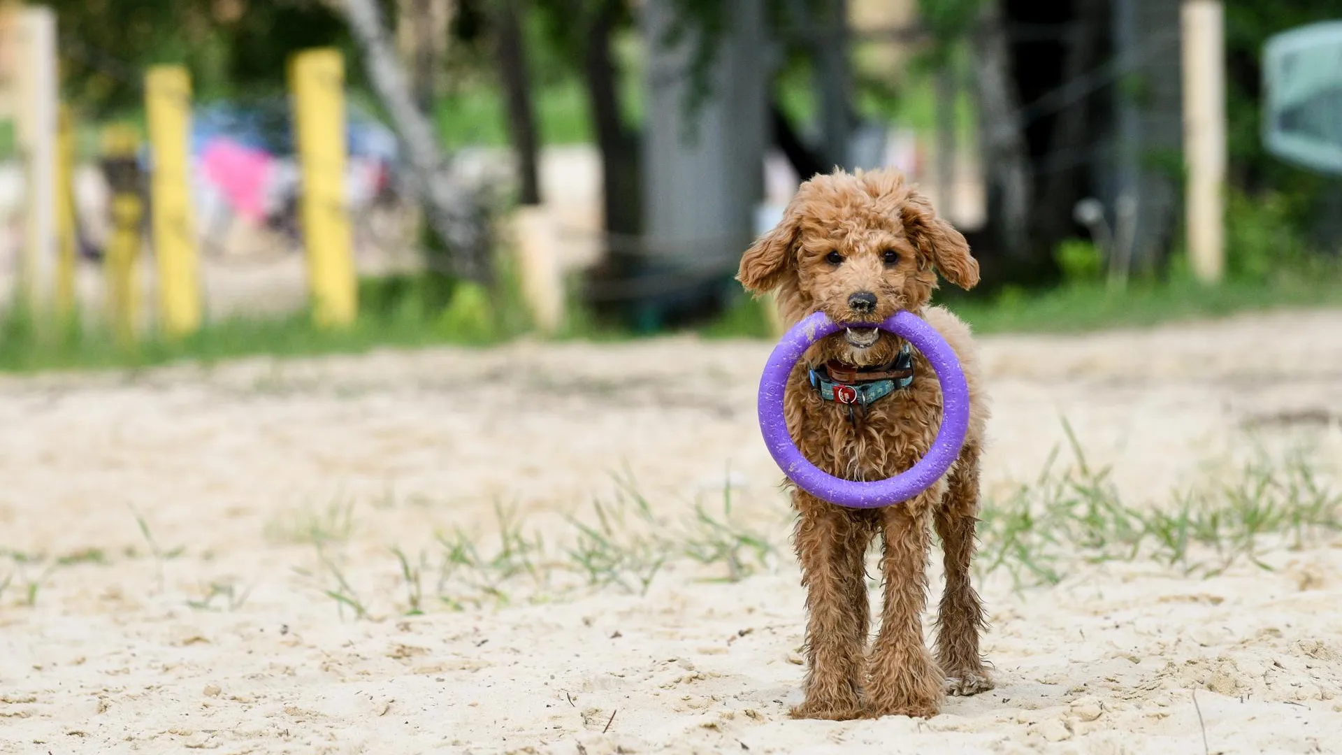 Игрушки для собаки должны быть сделаны из натуральных материалов — кинолог