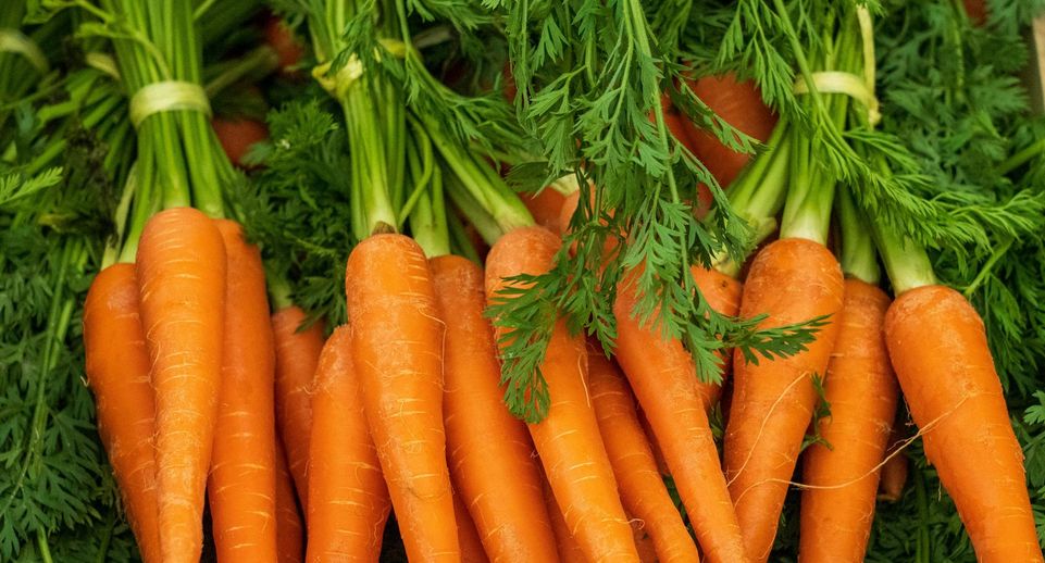 Депутат Чаплин: морковь можно выращивать на даче без особых усилий