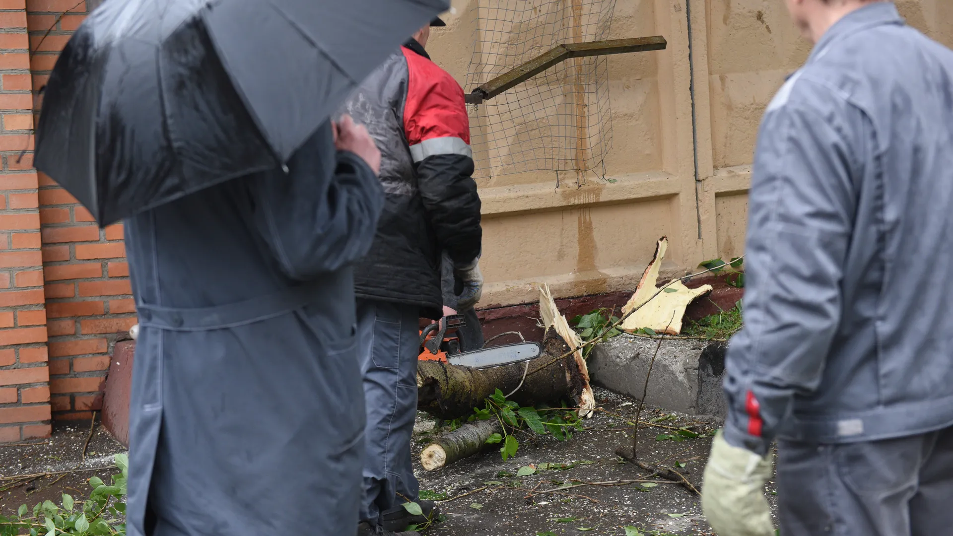 Сухостойные деревья уберут в одном из дворов по просьбам жителей Жуковского