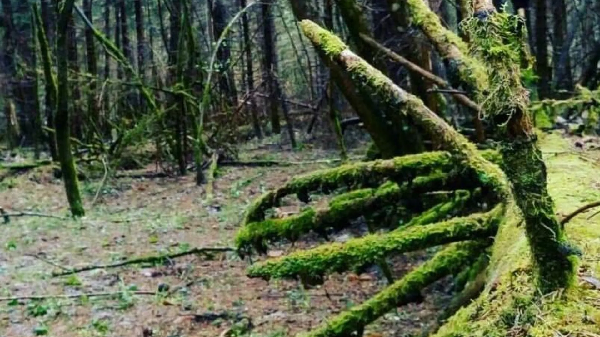 Видновский лес в Ленинском округе станет особо охраняемой природной территорией