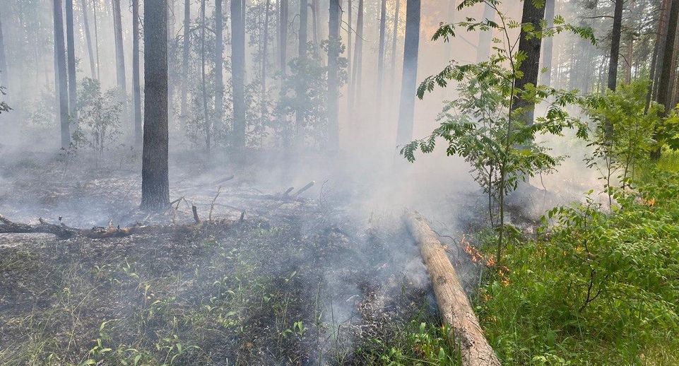 Жителям Подмосковья рассказали о лесопожарной обстановке в регионе на  2–4 июня