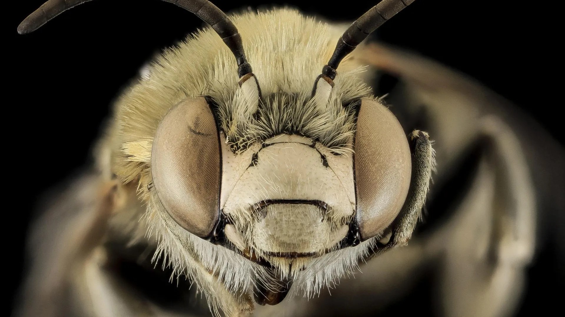 Ученые РАН допустили полное исчезновение среднерусских пчел