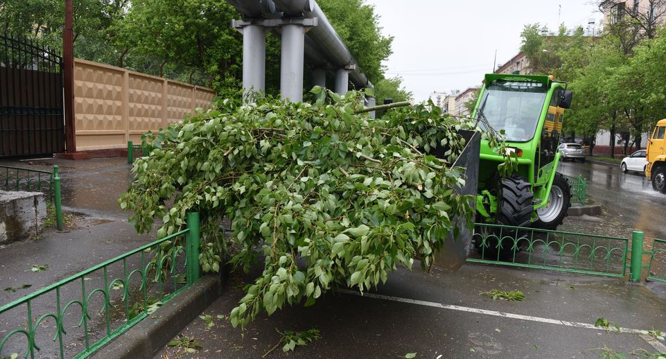 Случаи падения деревьев из-за сильного ветра зафиксировали в Москве