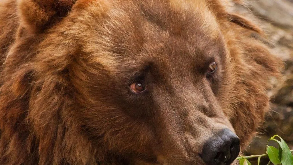 В Дмитровском округе заметили бурого медведя