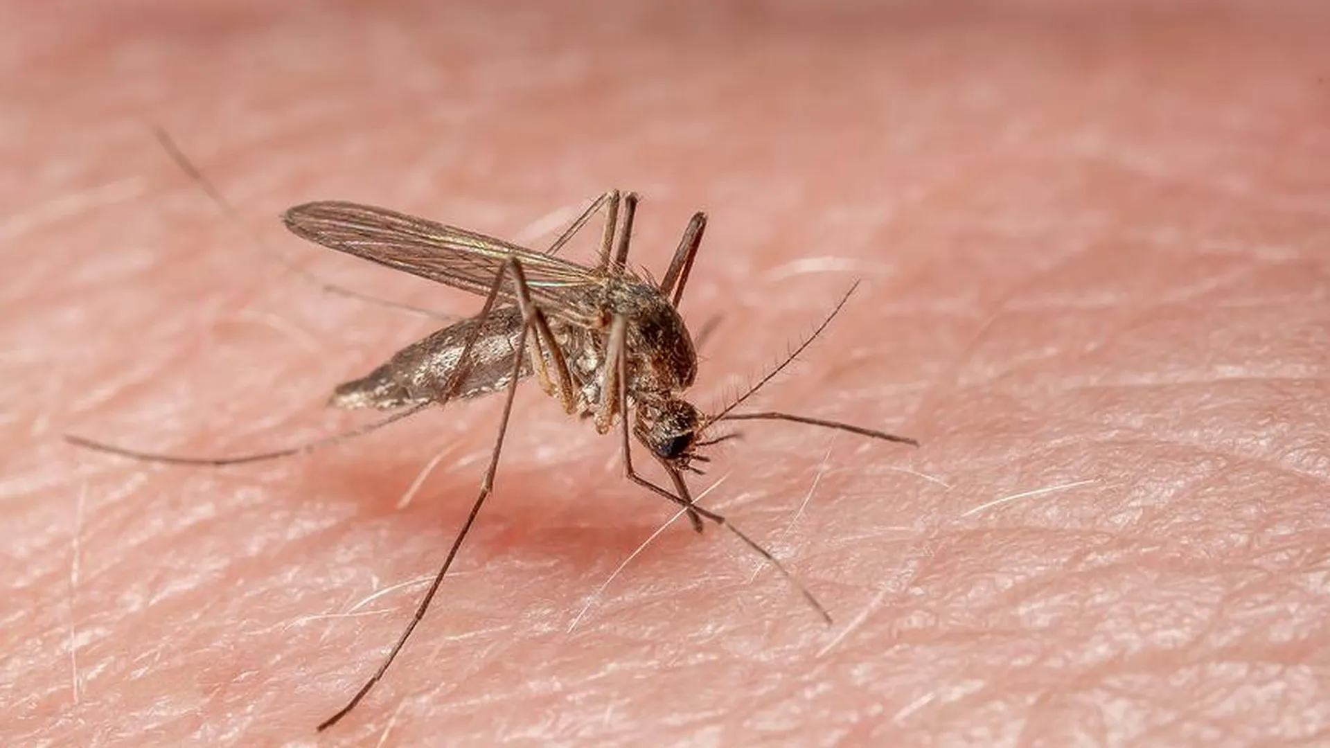 Врач Быков предостерег от нанесения репеллента на лицо для защиты от комаров