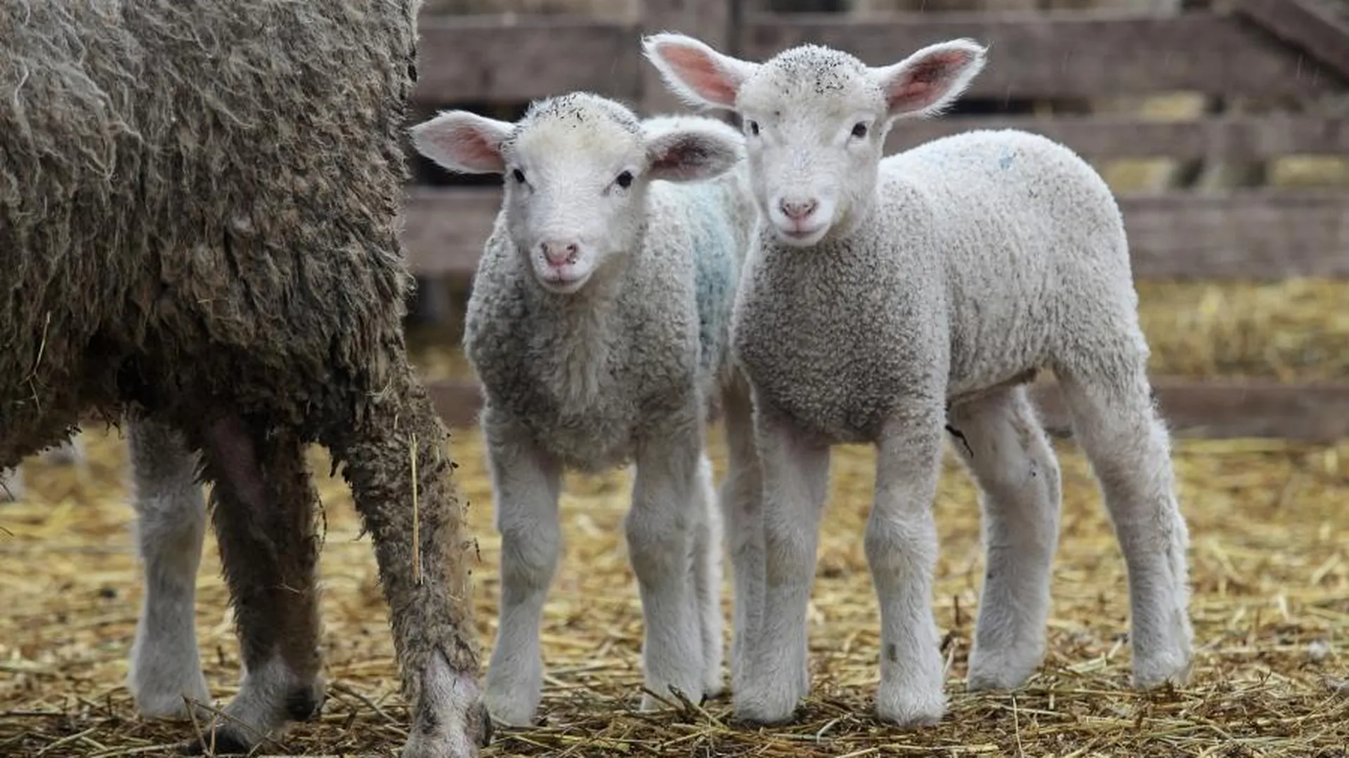 Ветеринары Подмосковья провели исследование животных в овцеводческом комплексе