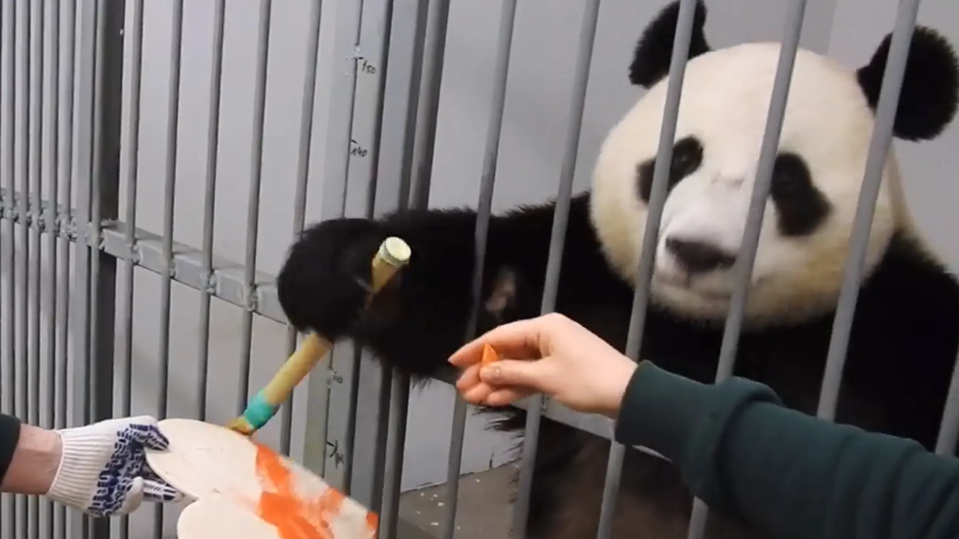Самец панды из Московского зоопарка сделал валентинку для своей возлюбленной
