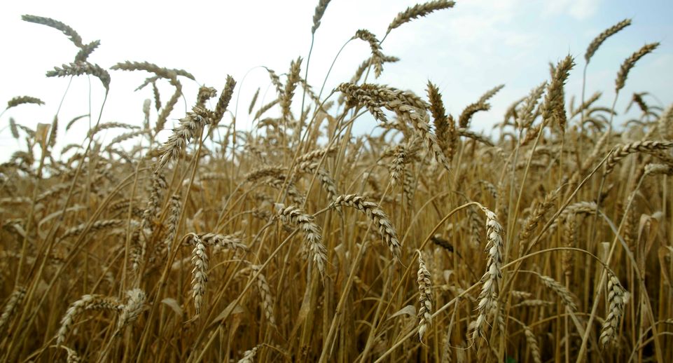 В Подмосковье проведут госмониторинг зерна пшеницы