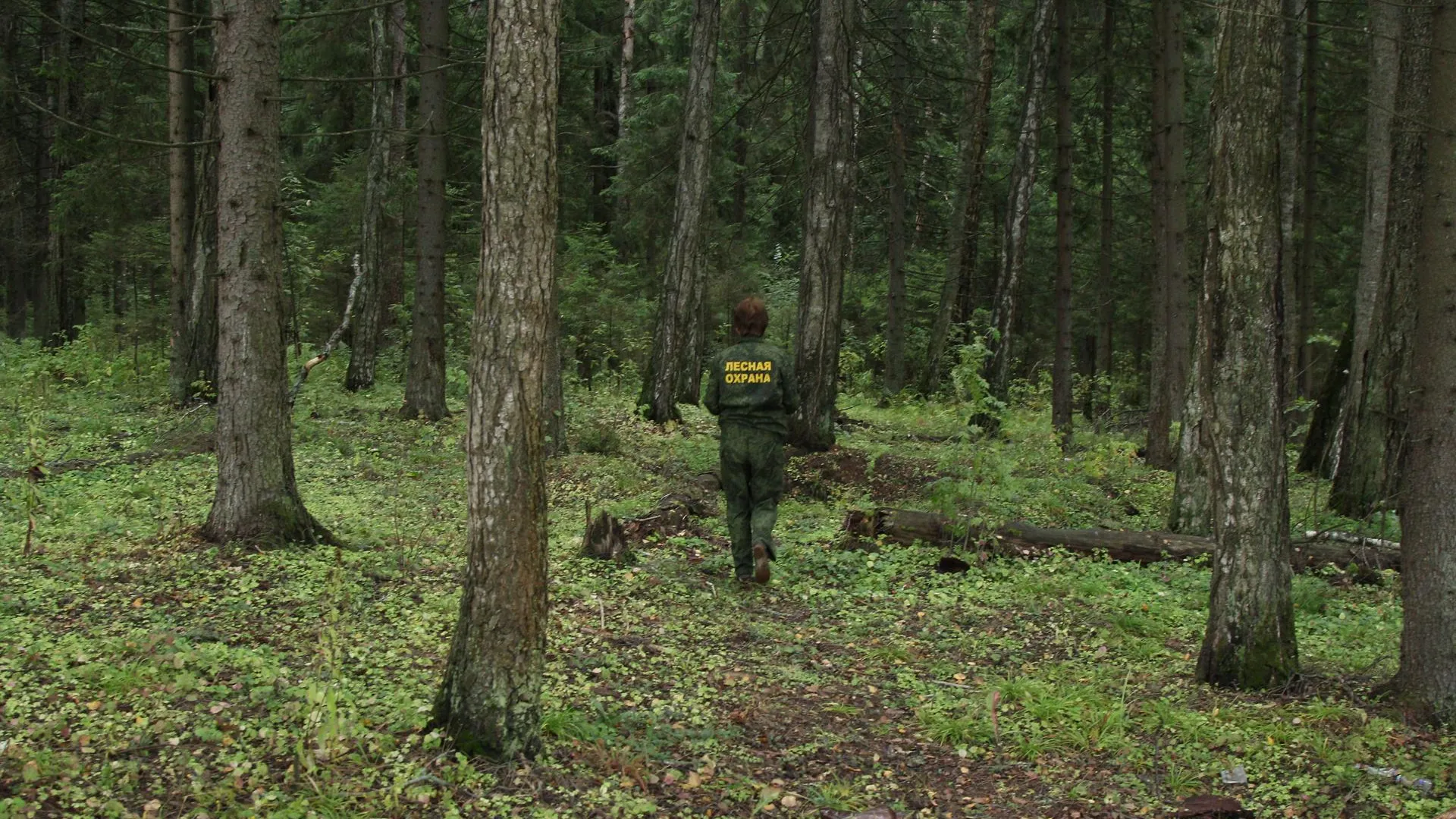 Россельхознадзор выявил лесных карантинных вредителей в 4 районах Подмосковья