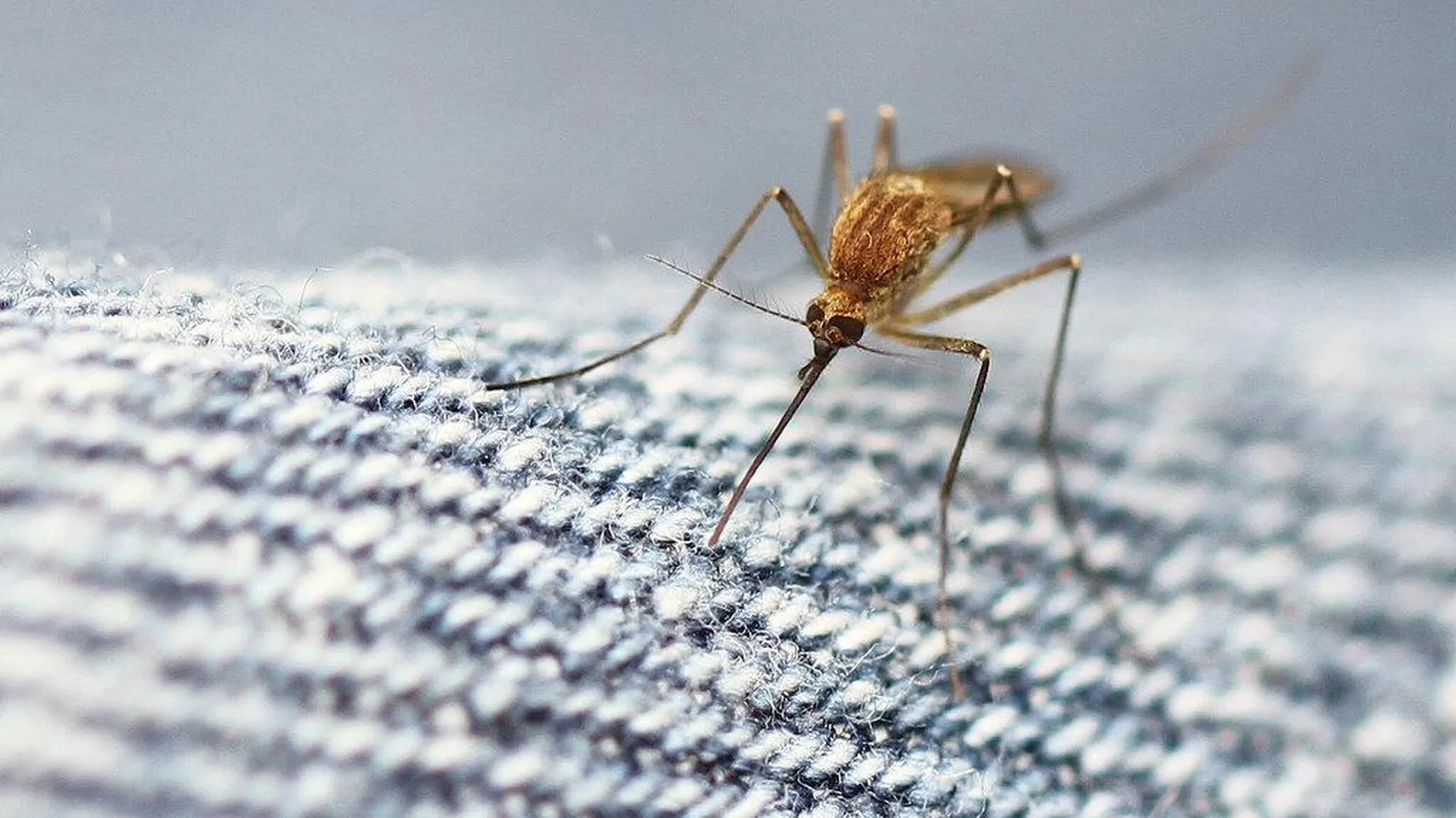 Как спастись от комаров на природе: топ‑5 самых эффективных средств