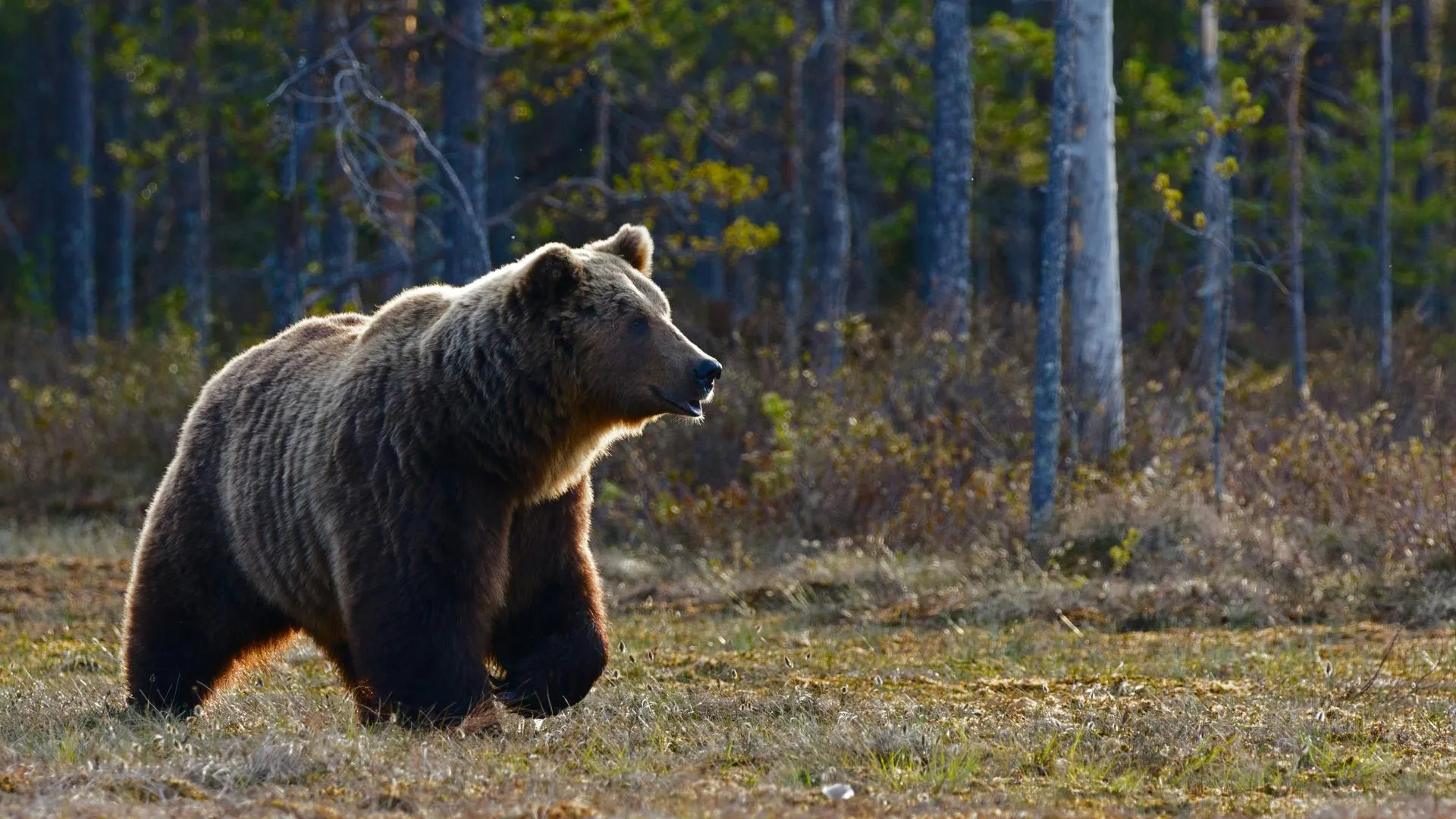 В ЕАО убили и сожгут медведя, порвавшего искателя папоротников