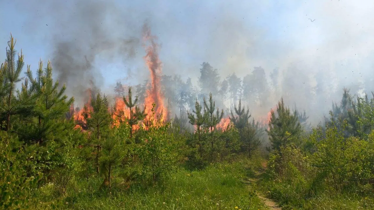 Лесной пожар ликвидировали в Воскресенске 28 мая