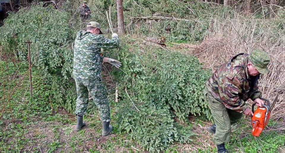 В округе Серпухов освободили лесной участок от ветровала