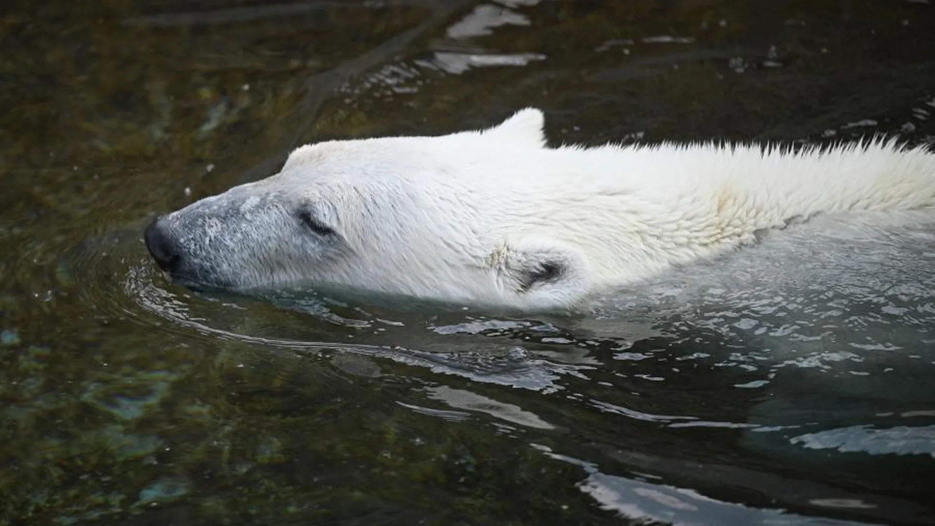 Ученый Мизин: белые медведи могут продержаться под водой до одной минуты