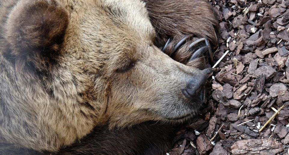 Медведь зашел на дачный участок в Сергиево-Посадском округе