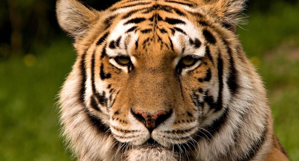 В Приморье ищут виновного в гибели молодого тигра в ДТП на трассе