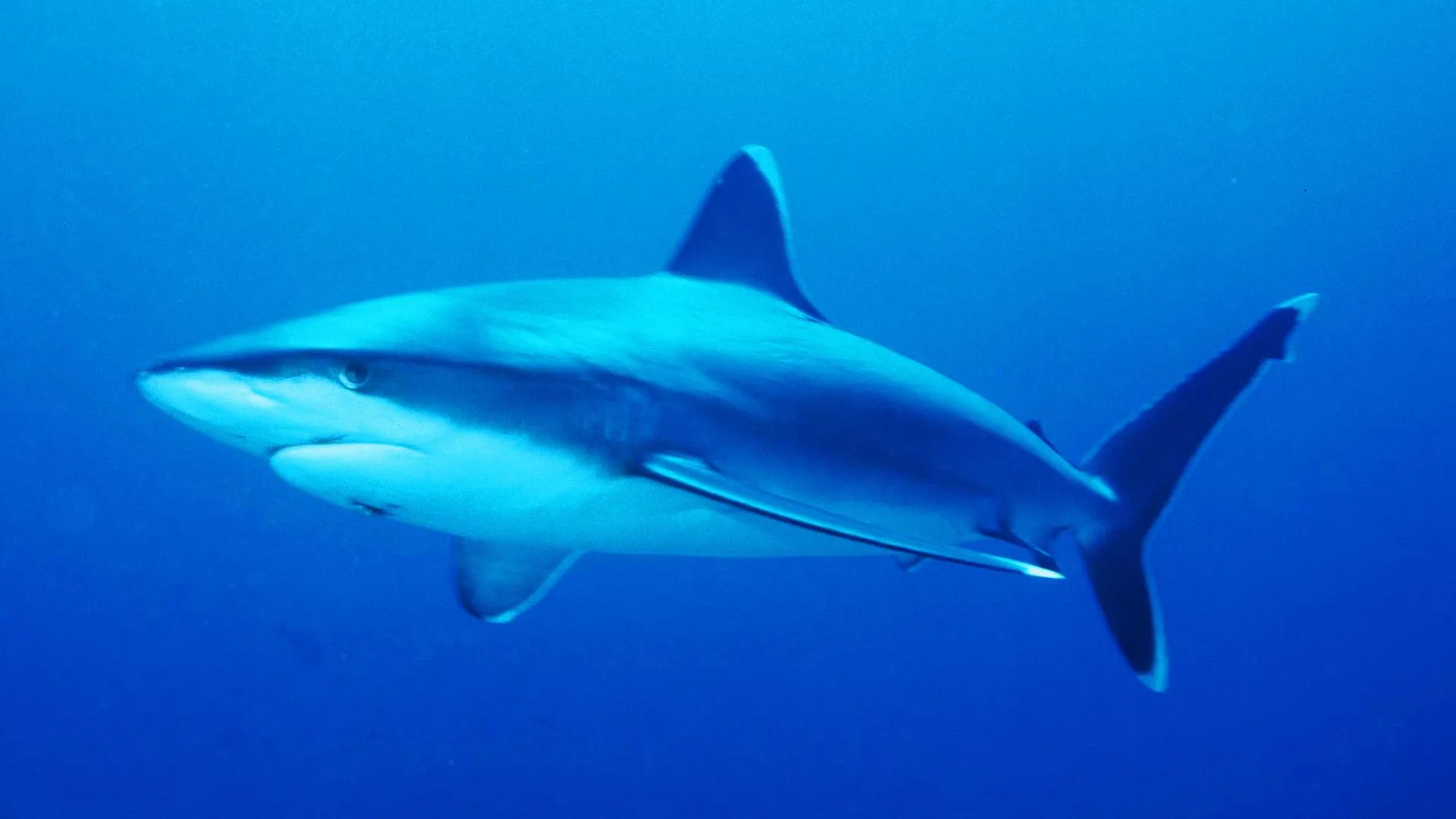 В «Москвариуме» в середине июня у белоперой акулы появился детеныш