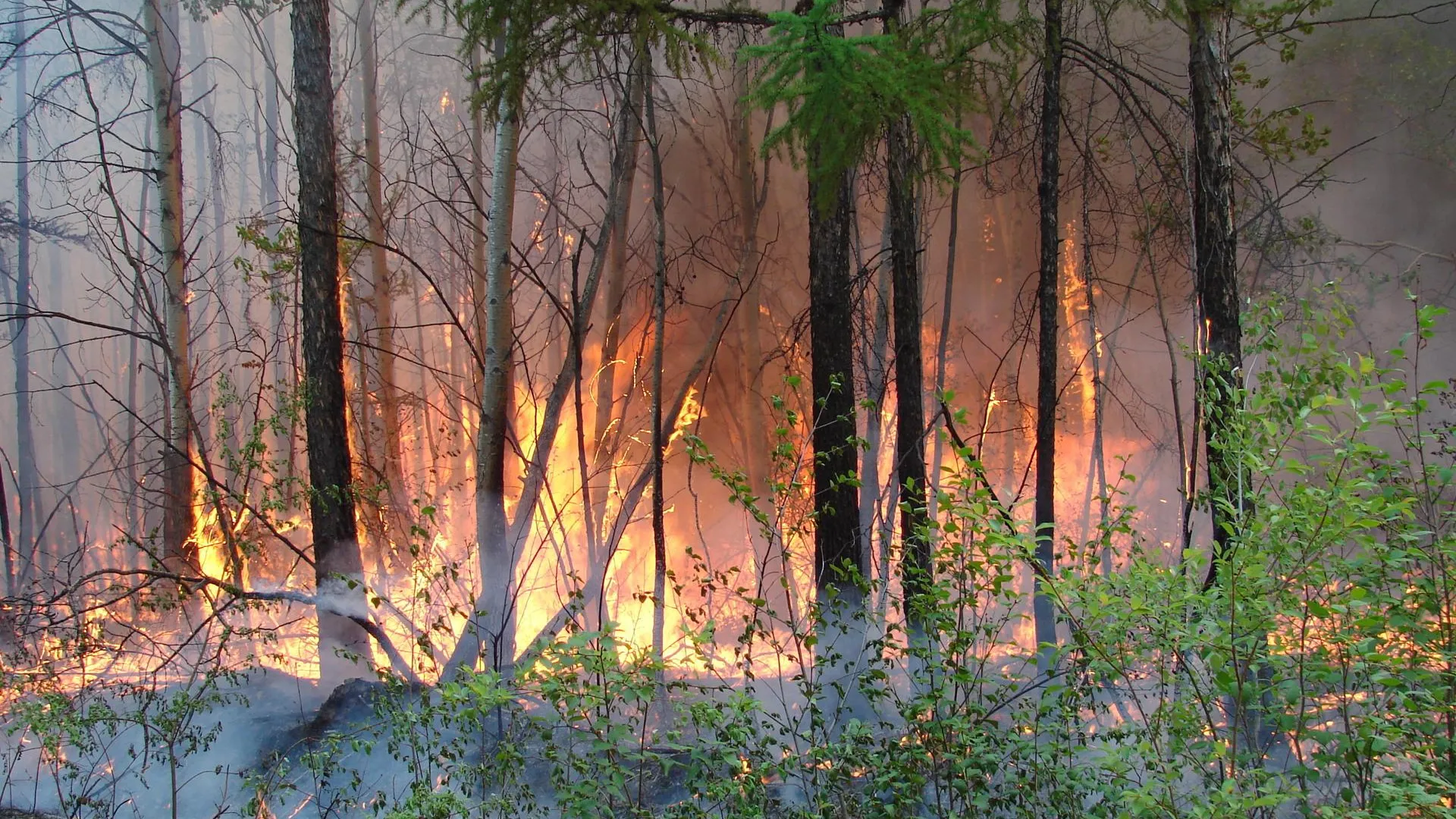 Режим повышенной готовности введен из-за опасности природных пожаров