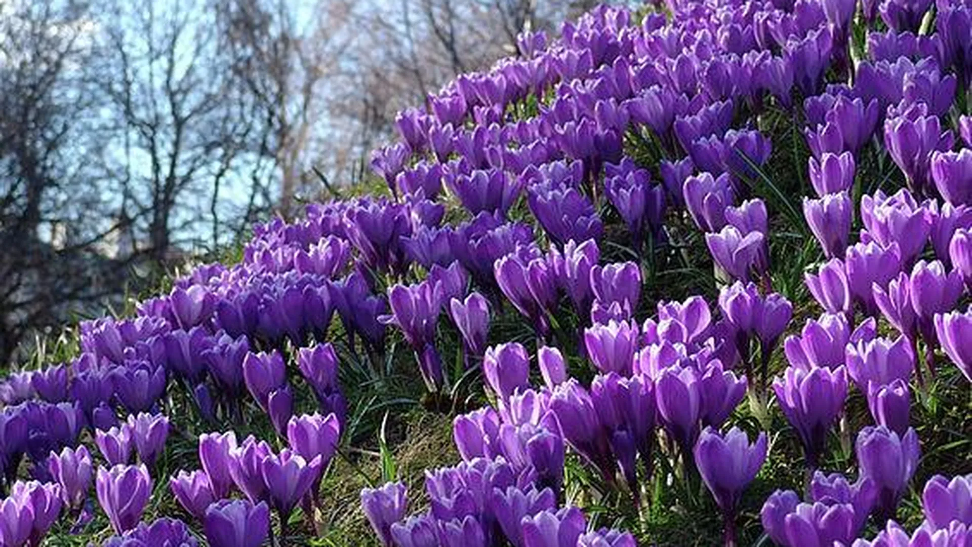 Весенний фестиваль цветов откроется в «Аптекарском огороде» 13 апреля