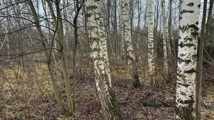 Участок на торгах в Богородском