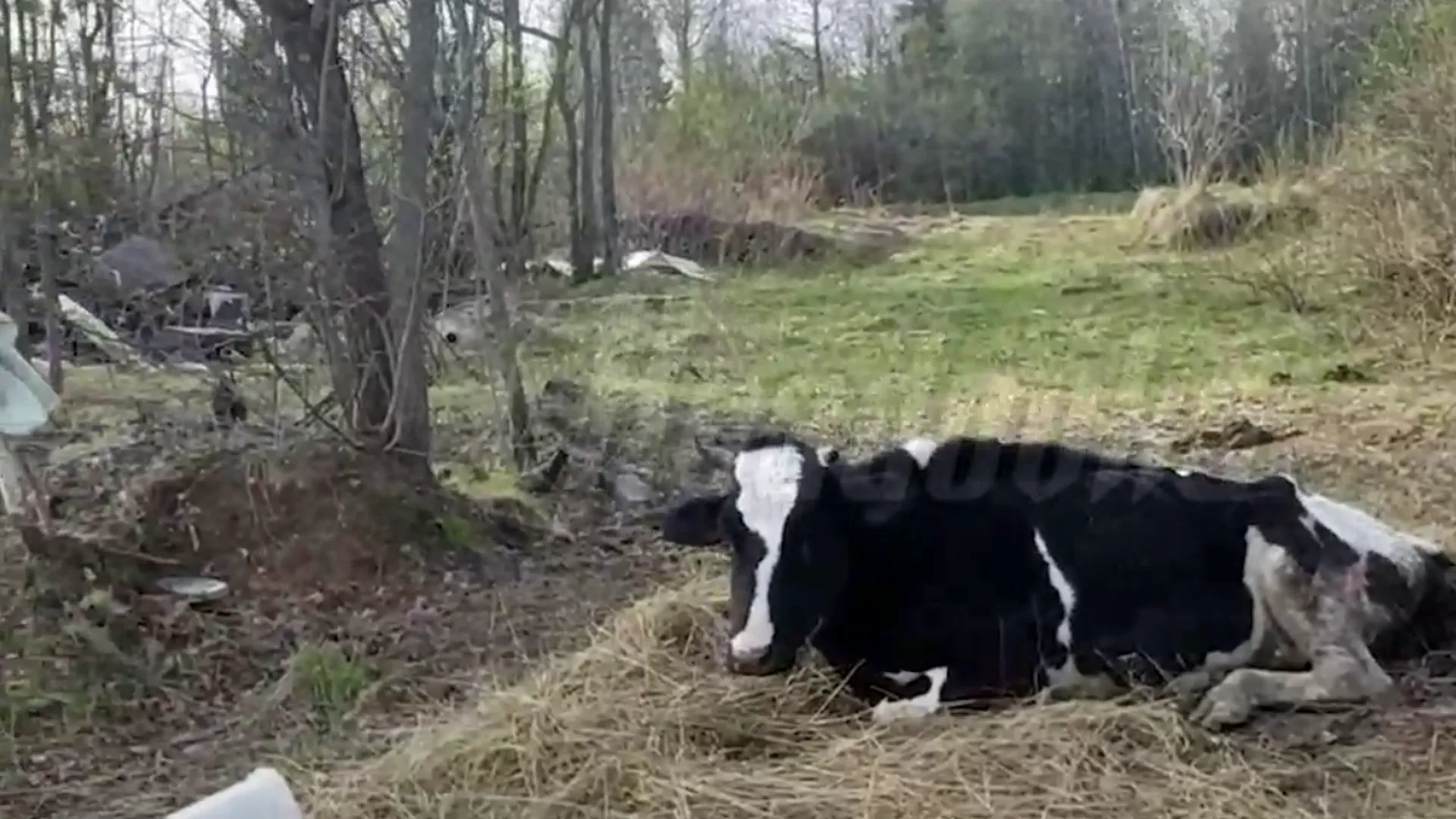 В Подмосковье на нелегальной ферме заживо гниет домашний скот