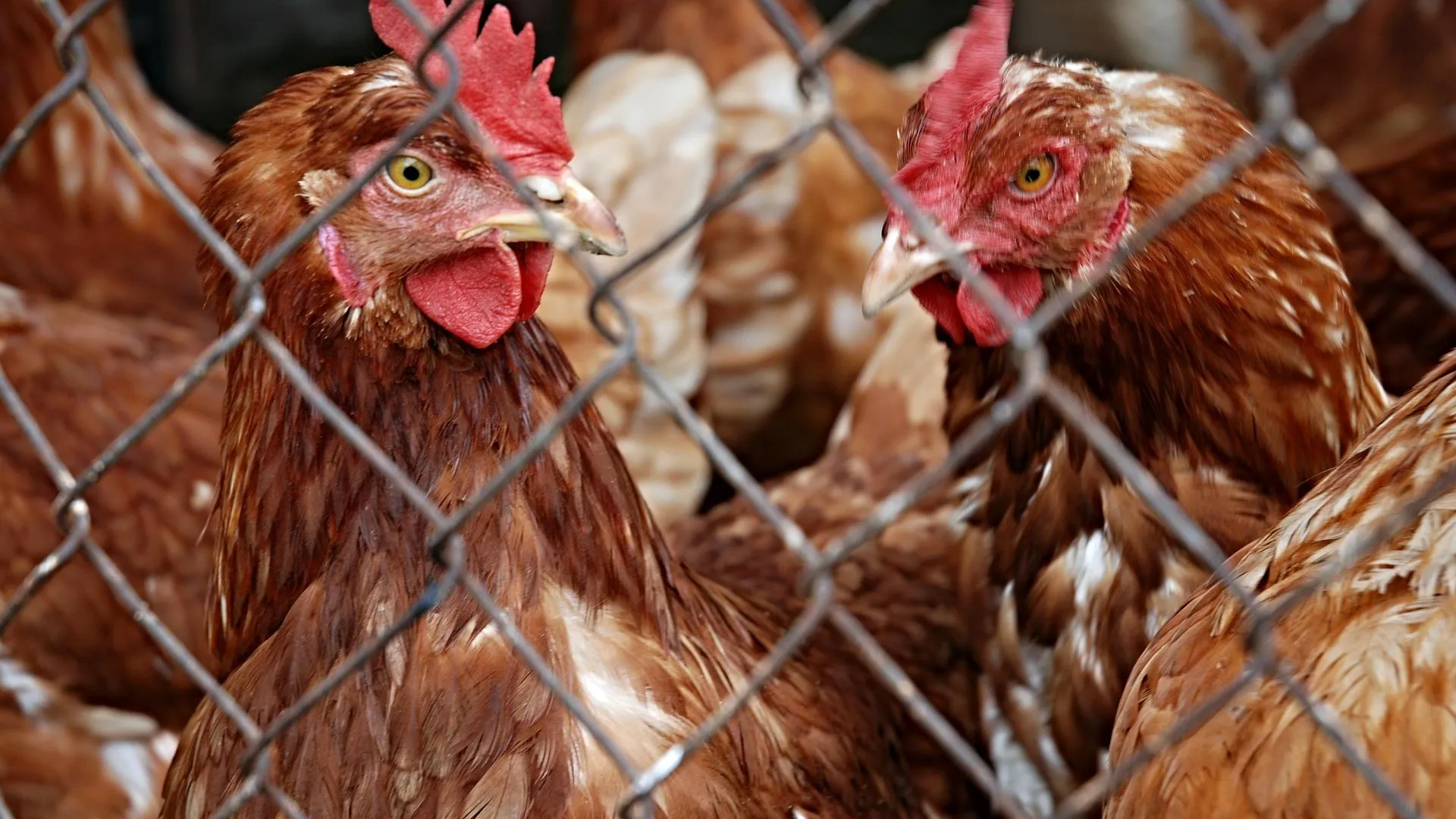 Белоруссия ограничила поставки курицы в Россию