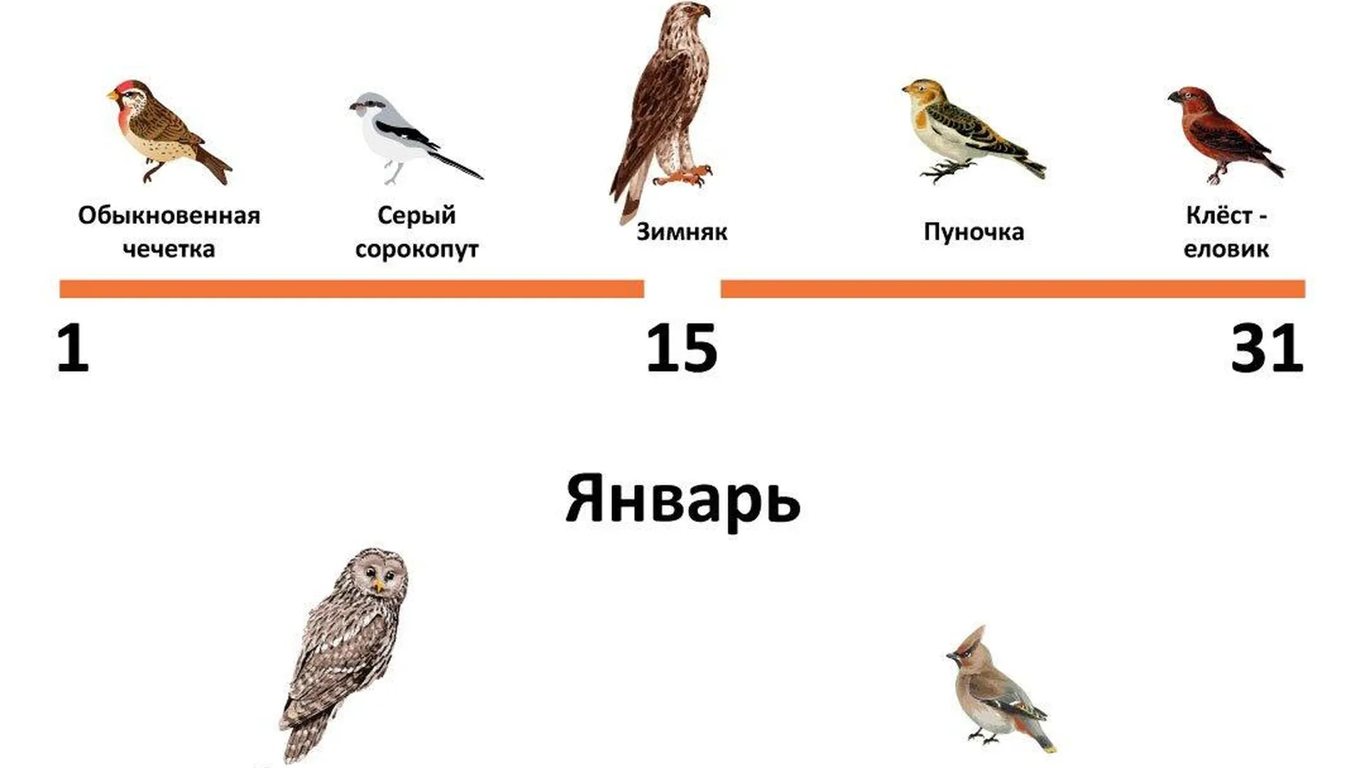 Сколько сегодня птиц. У птиц почти. Названия птиц окружающий мир 1 класс. Городские птицы подмосковья. Какие птицы прилетают на зимовку в москву.