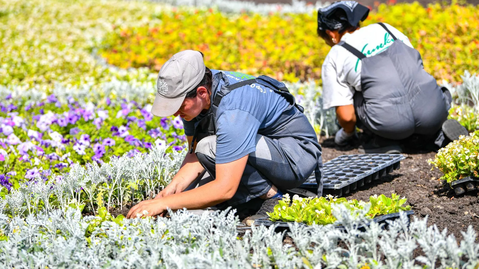 Свыше 100 тыс цветов высадили на центральных клумбах в округе Химки