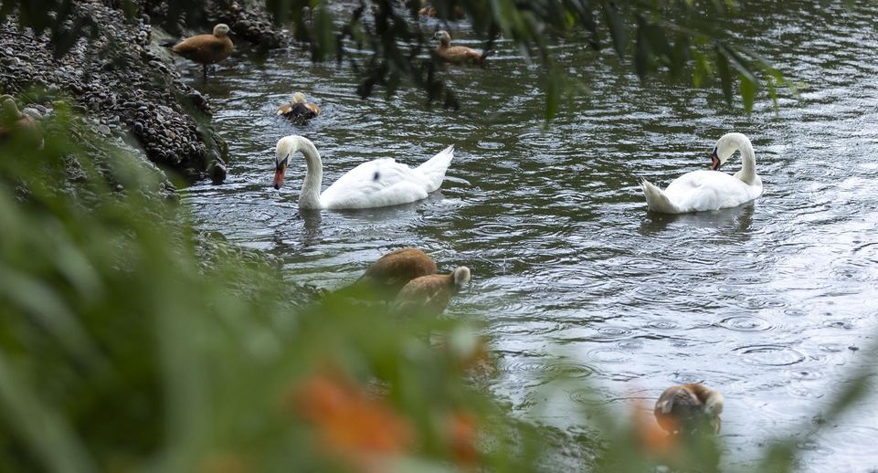 Белых лебедей в зоопарке столицы будет опекать Московский НПЗ