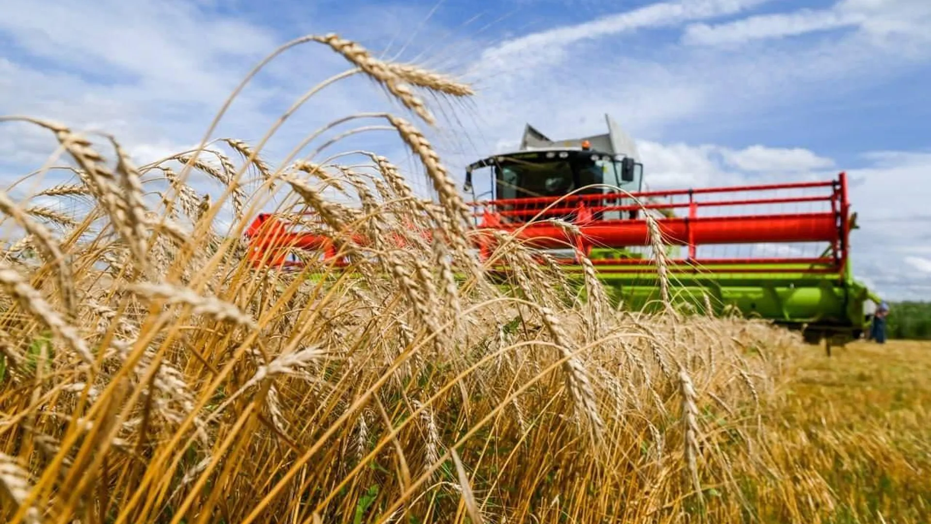 Еще 10 млрд руб направят на поддержку производства и реализации зерновых в РФ