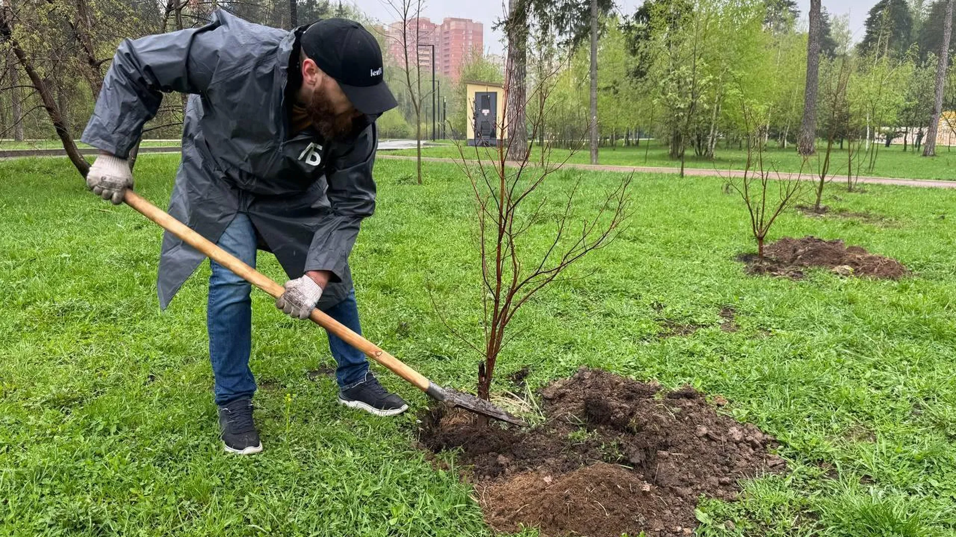 Во время акции «День добрых дел» в Подмосковье высадили свыше 7,8 тыс деревьев