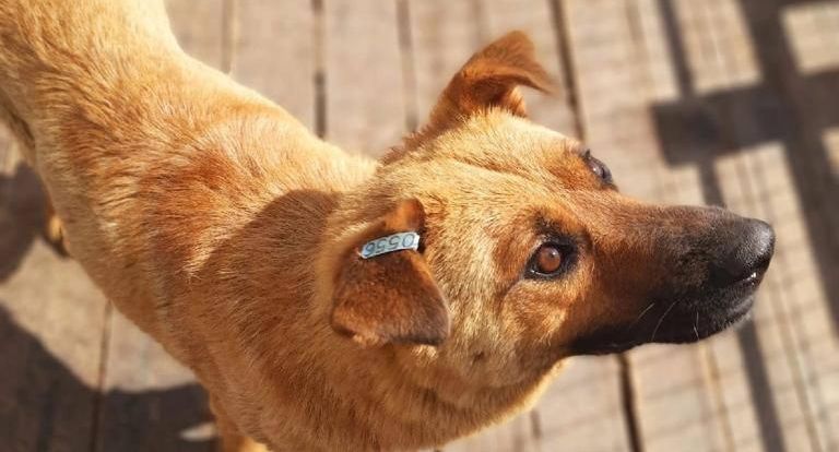 С начала года в Подмосковье отловили более 5 тыс собак без владельцев