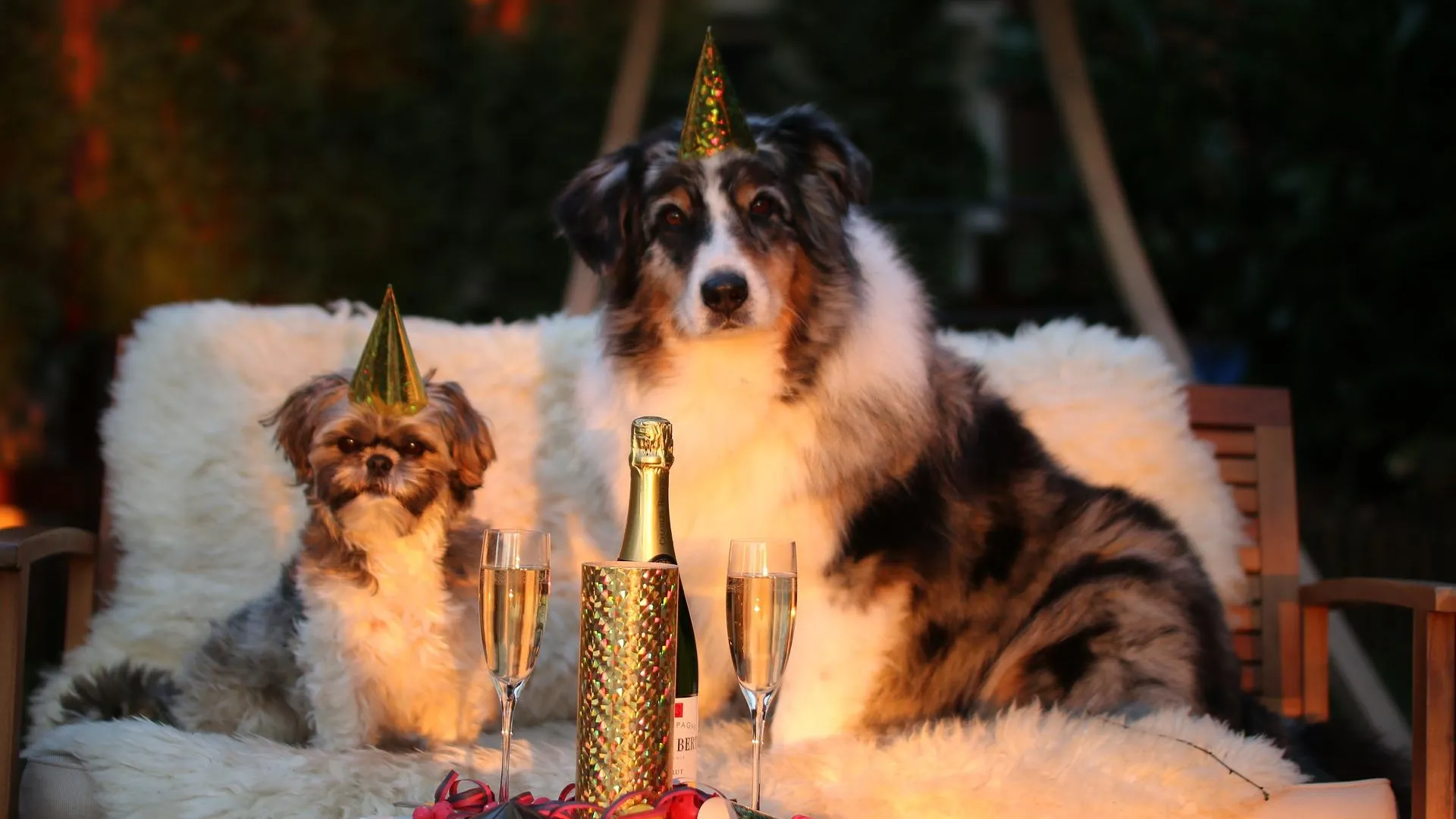 Кинолог рассказал, какие опасности поджидают собак в новогодние праздники