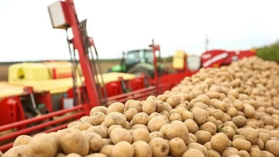 В Подмосковье обсудили перспективы экспорта картофеля в Сербию