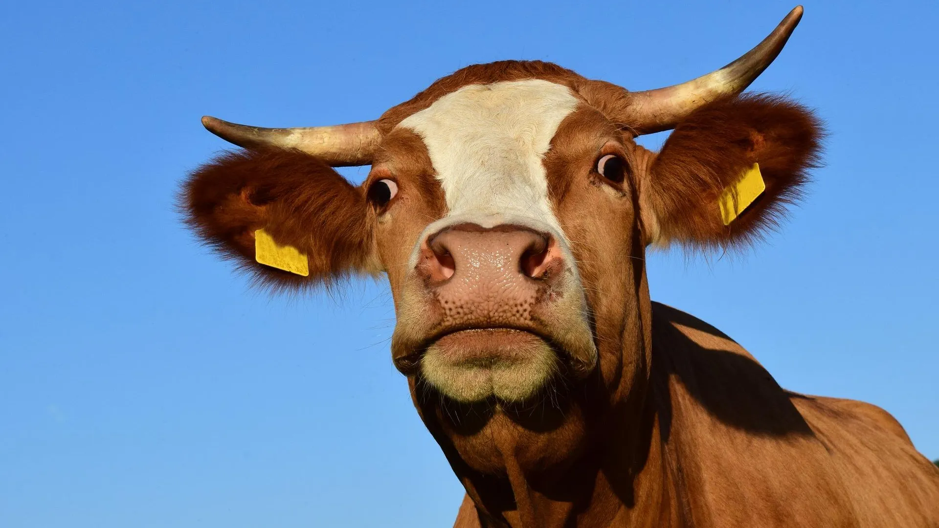 В Озерах построят молочно‐товарную ферму на 1,2 тыс коров
