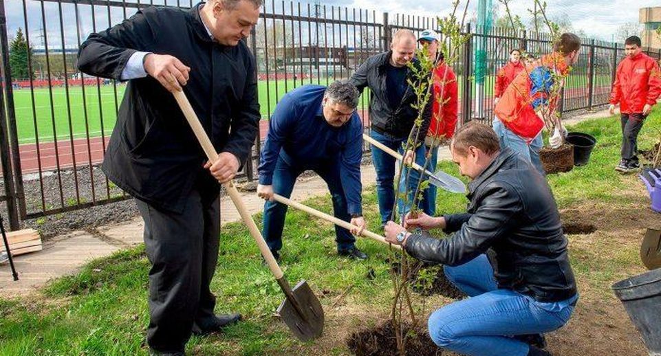 20 кустов сирени высадили рядом с обновленным стадионом «Весна» в Подольске