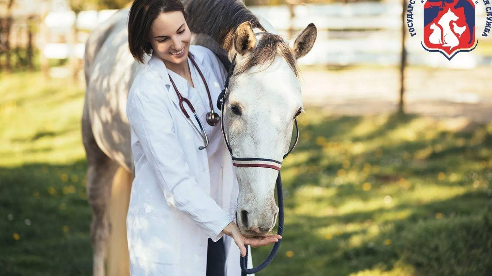 В Подмосковье обследовали более 6 тыс лошадей на опасные инфекционные заболевания