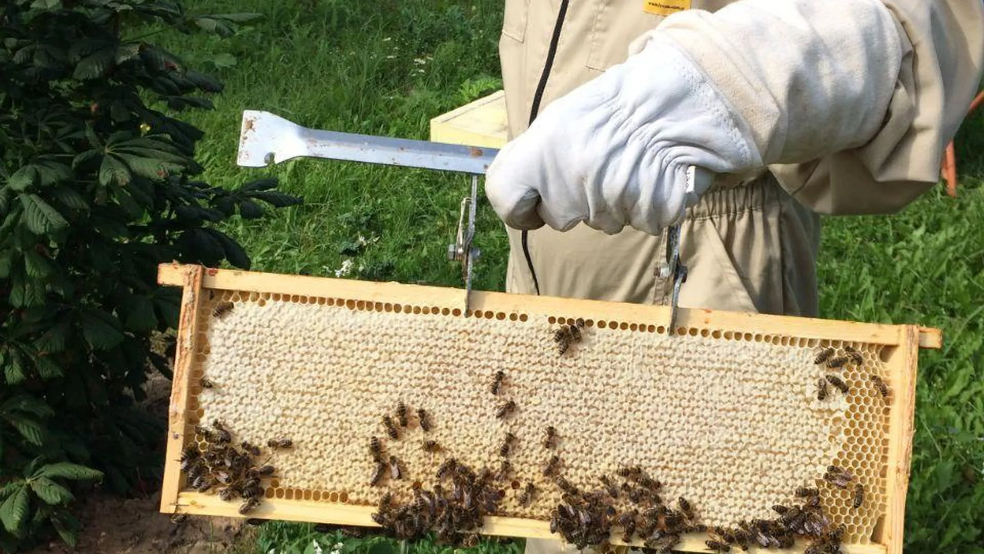 Жители Подмосковья могут научиться пчеловодству с нуля